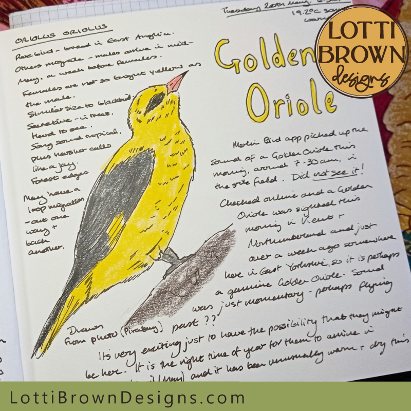 Golden Oriole nature journal page