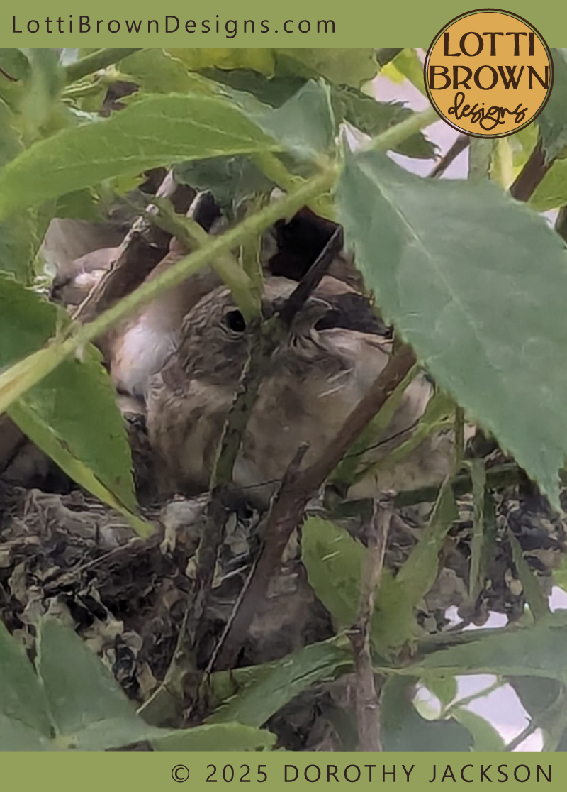 Goldfinch baby in nest - photo by Dorothy Jackson