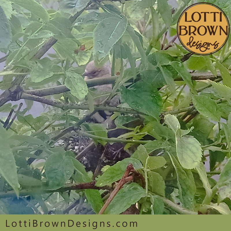 Goldfinch nestling exploring