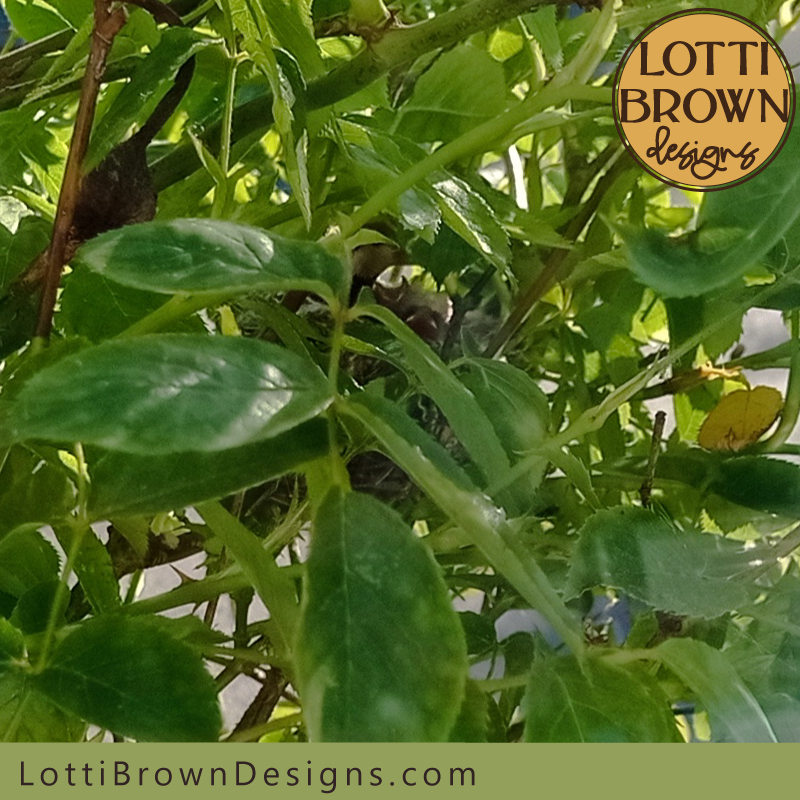 goldfinch nest photo 01