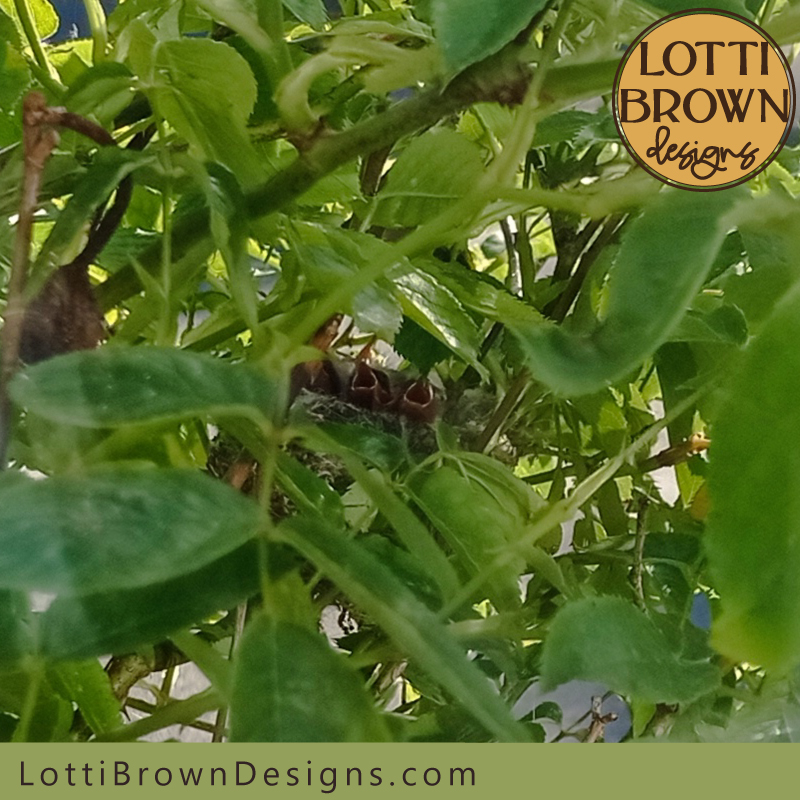 goldfinch nest photo 02