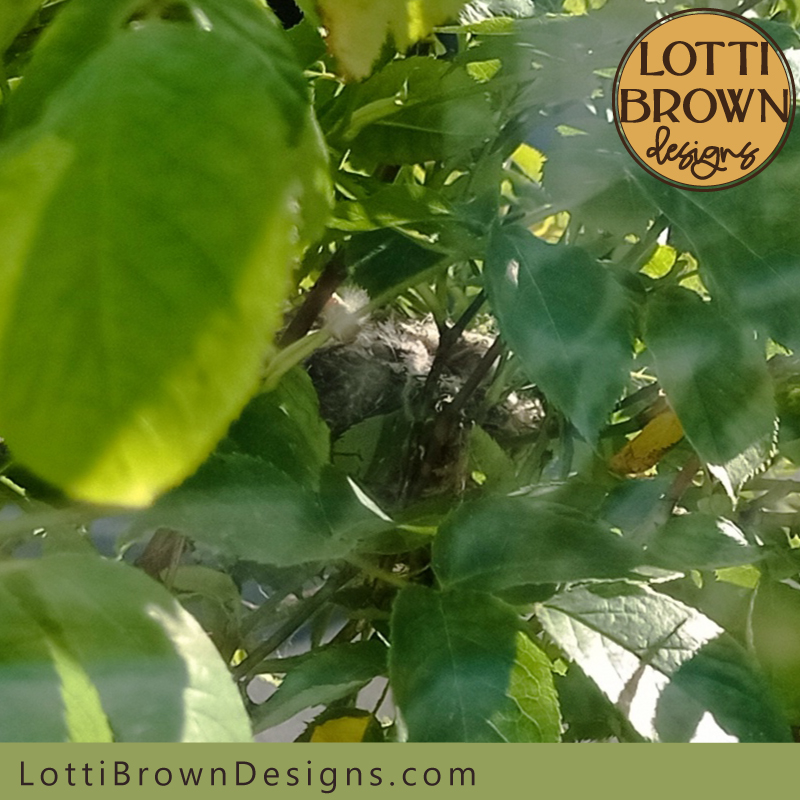 goldfinch nest photo 03