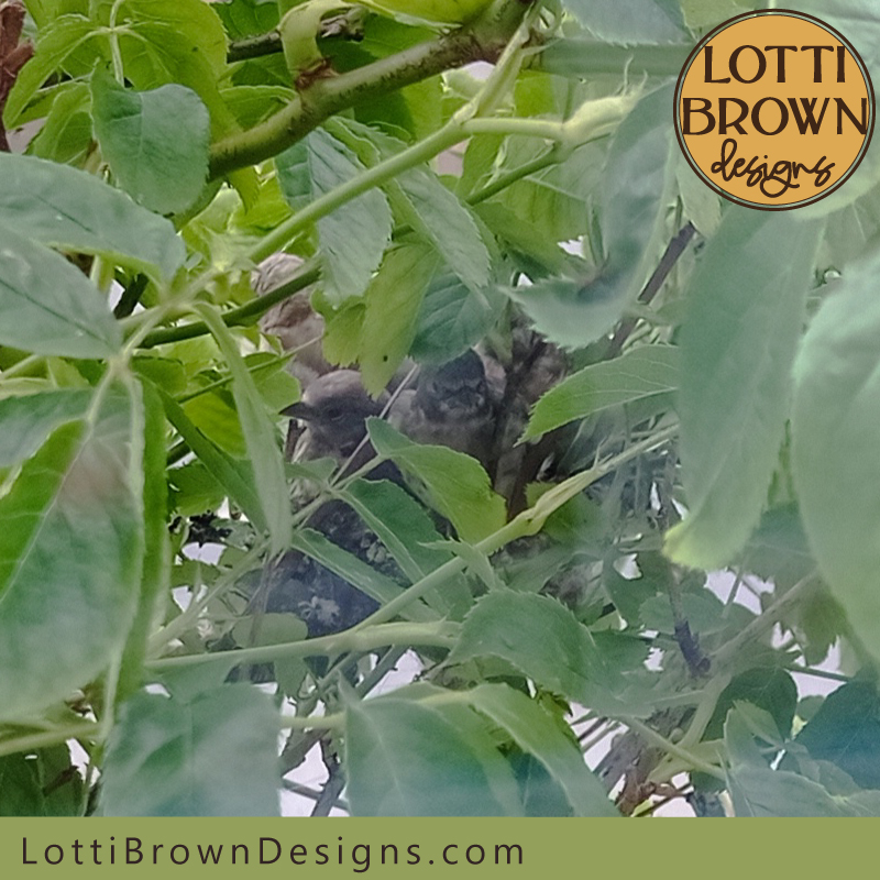 Goldfinches looking out 25th May