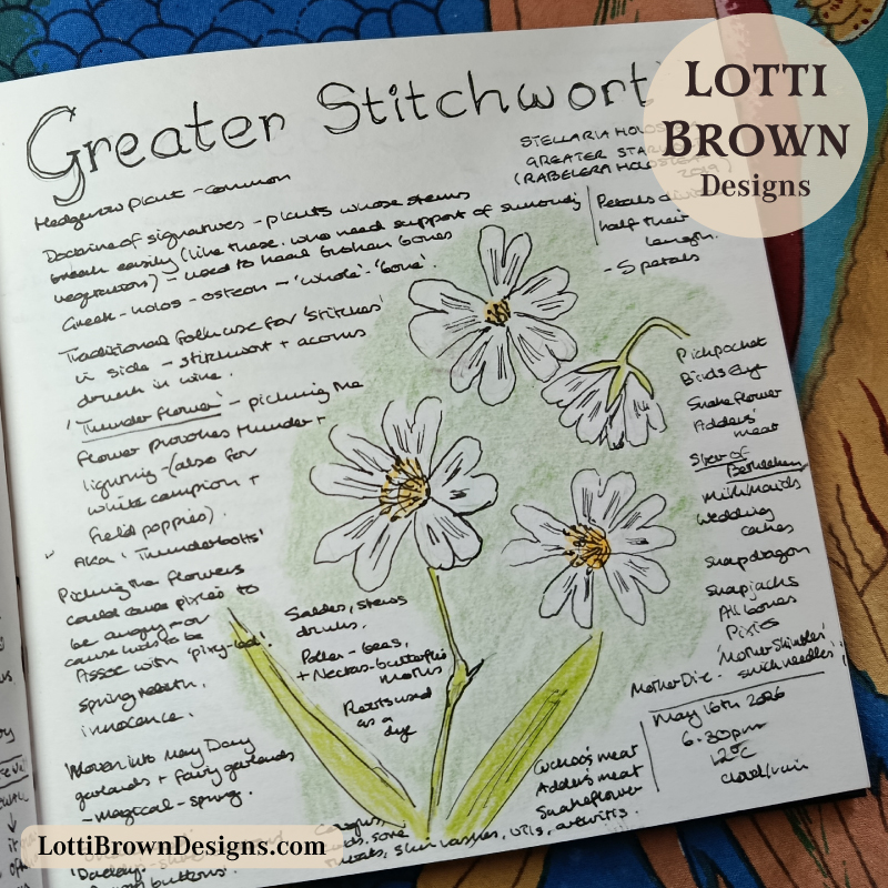 Greater Stitchwort wildflower journal page