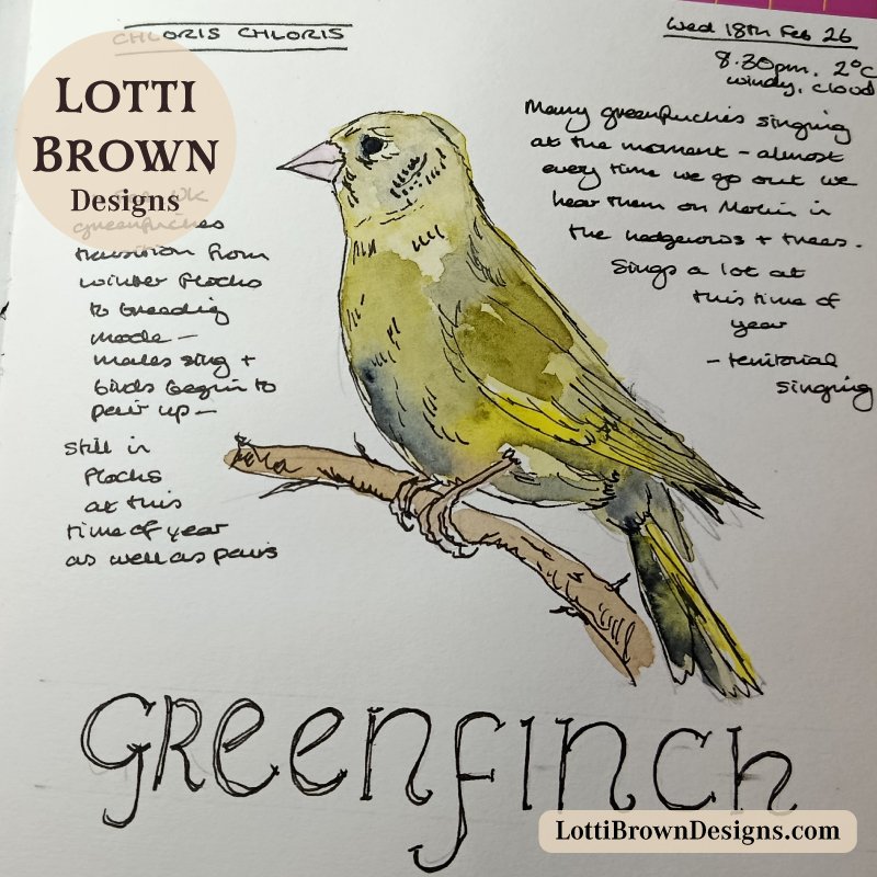 Greenfinch become noisier in February - nature journal page