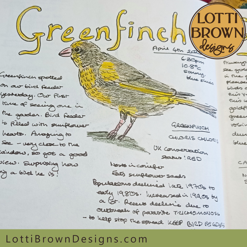 Greenfinch nature journal page