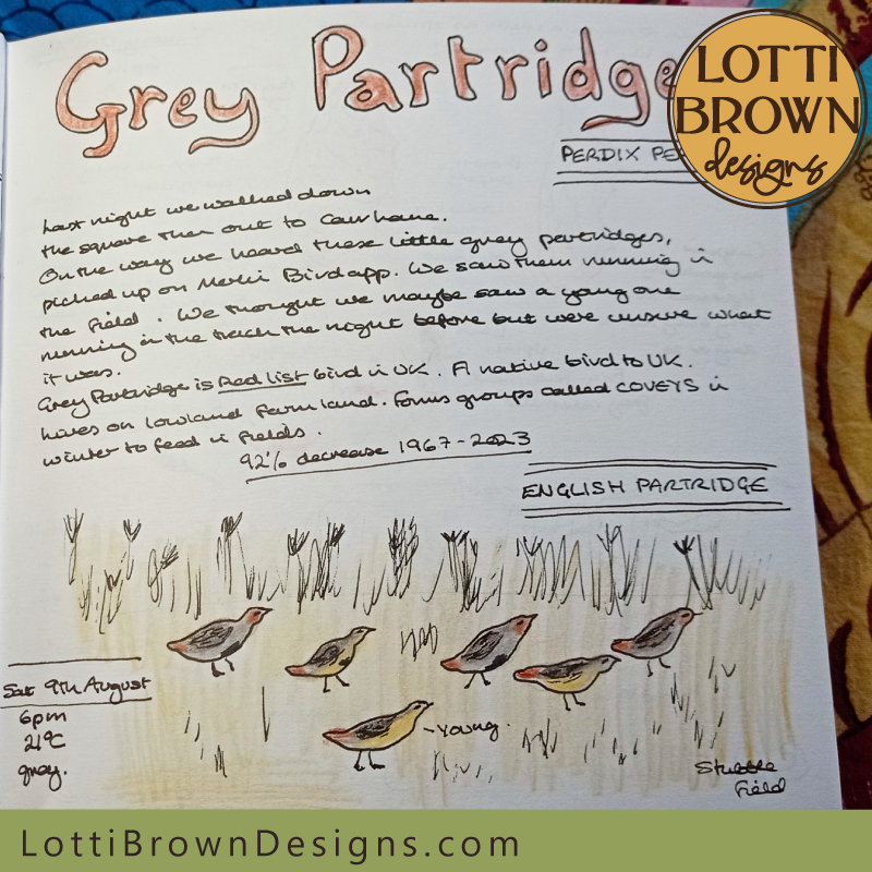 Grey partridges nature journal page