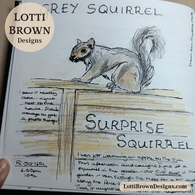 Grey squirrel drawn in my nature journal
