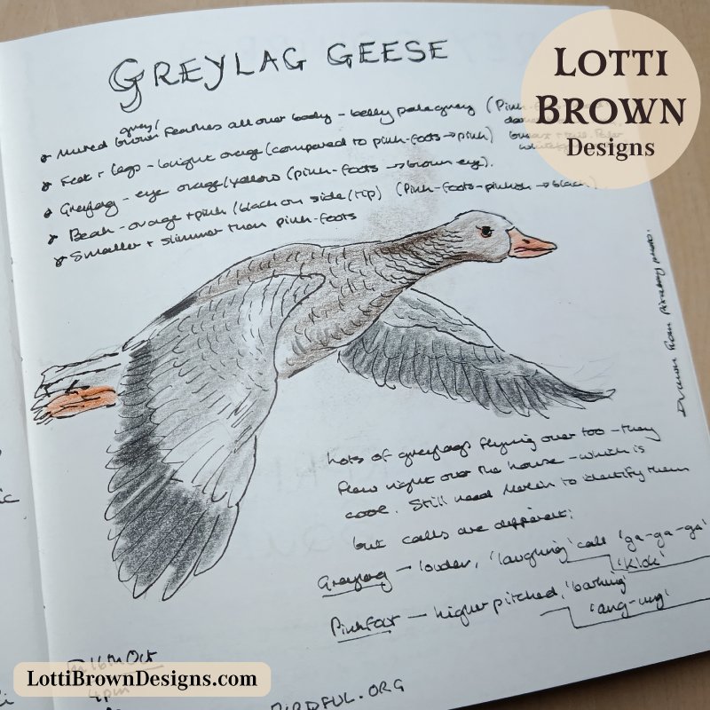 Greylag goose nature journal page