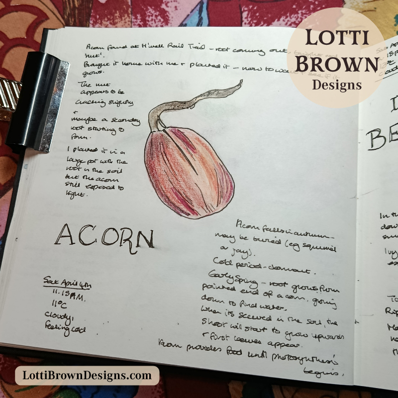 Growing acorn nature journal page