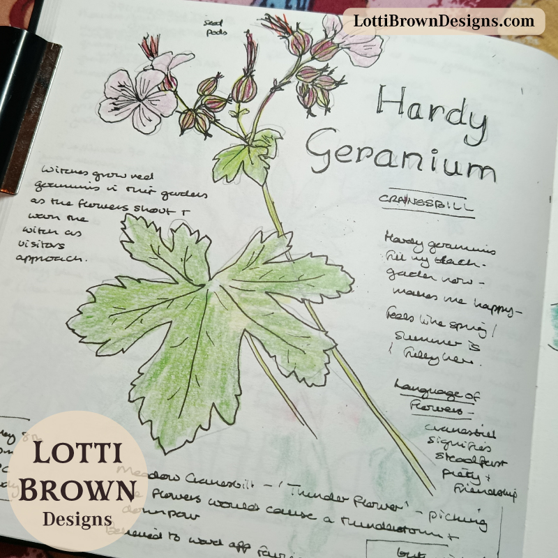 Hardy geranium sketch in my May nature journal