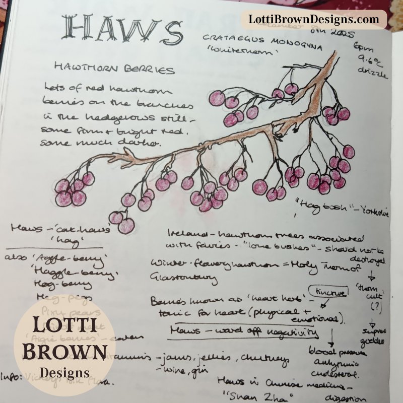 Winter hawthorn berries December nature journal page