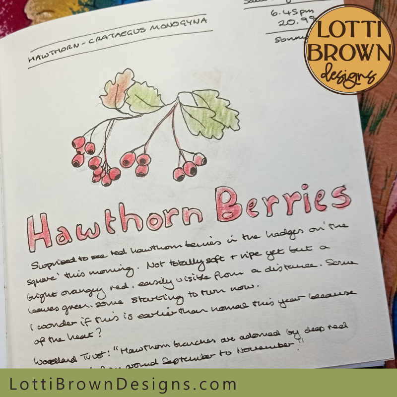 Hawthorn berries nature journal page