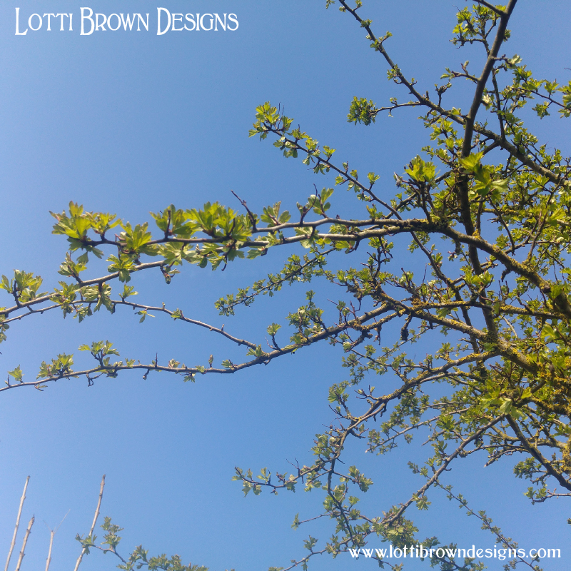 Hawthorn branches