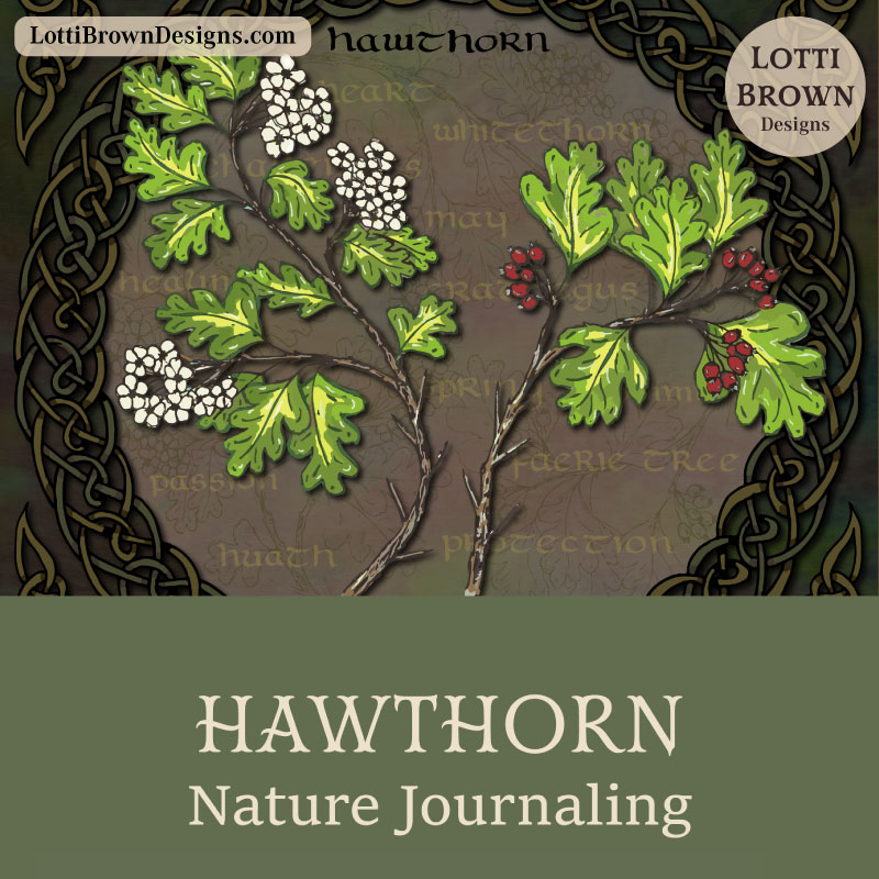 Hawthorn nature journaling