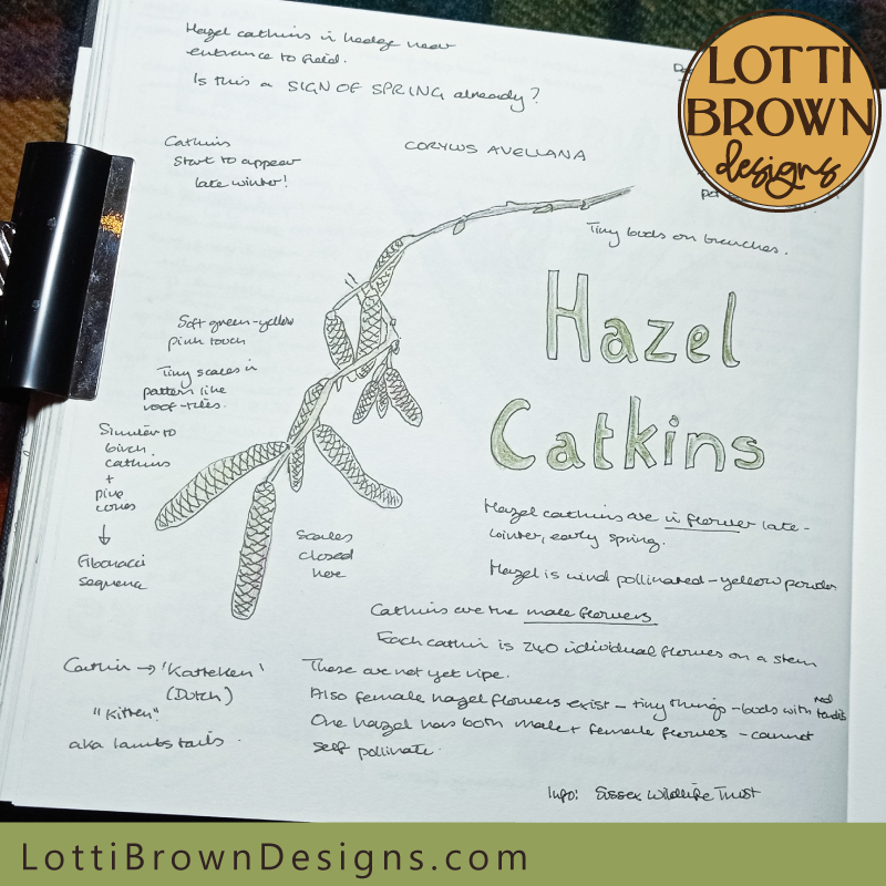 Hazel catkins nature journal page