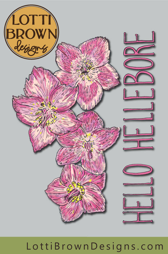 Hello Hellebore illustration by Lotti Brown