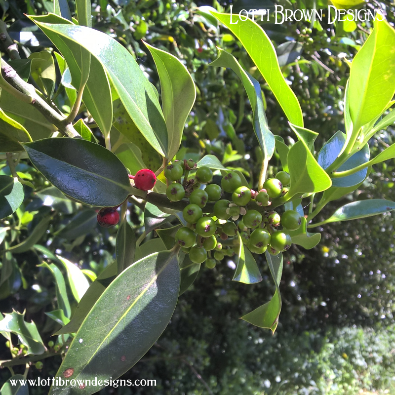 Holly berries on she-holly