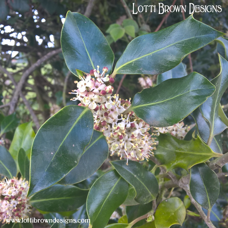 Holly flower