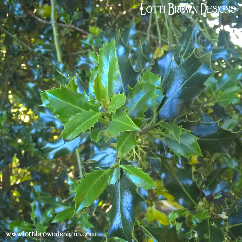 Holly leaves