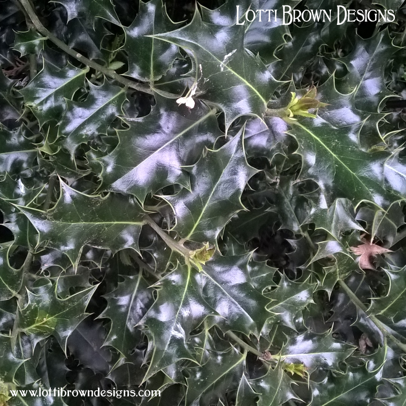 Holly leaves, dark green