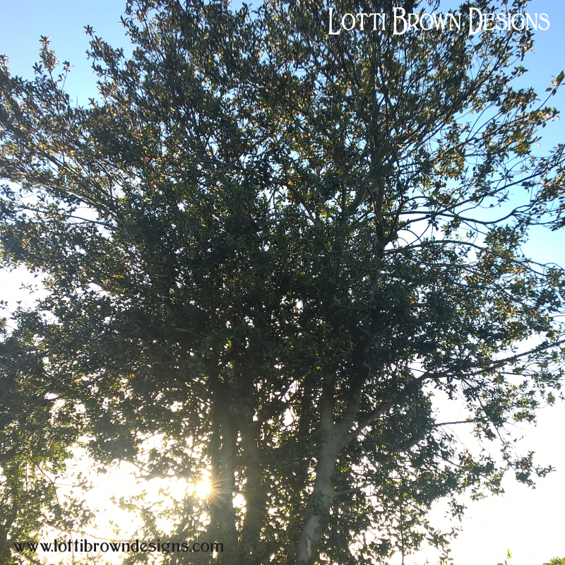 Holly Tree in sunshine