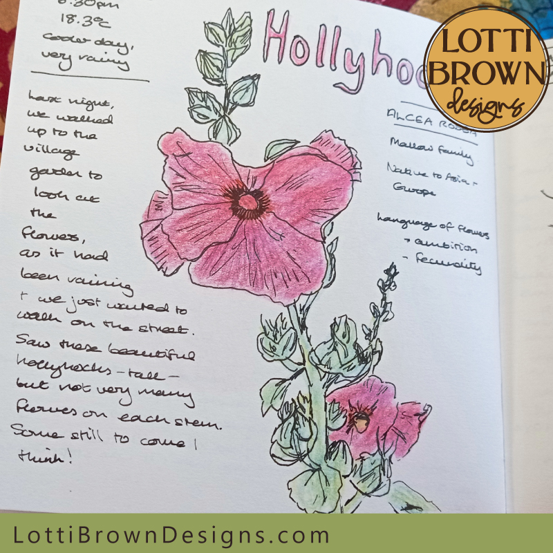 Hollyhocks nature journal page