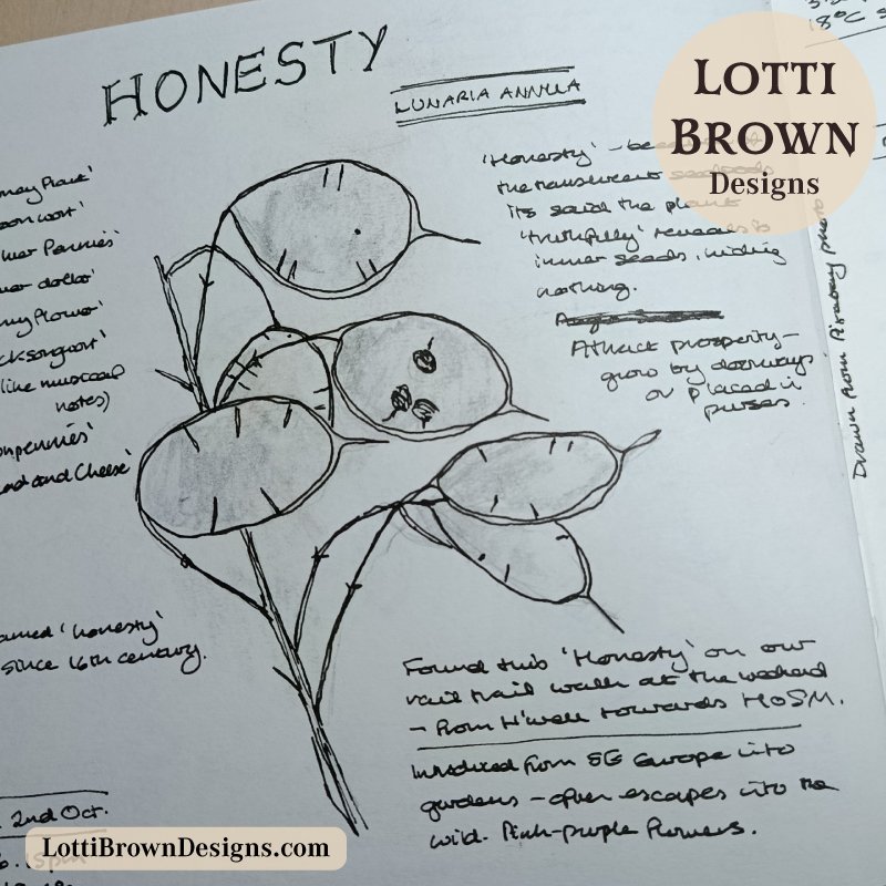Honesty sketch in my nature journal