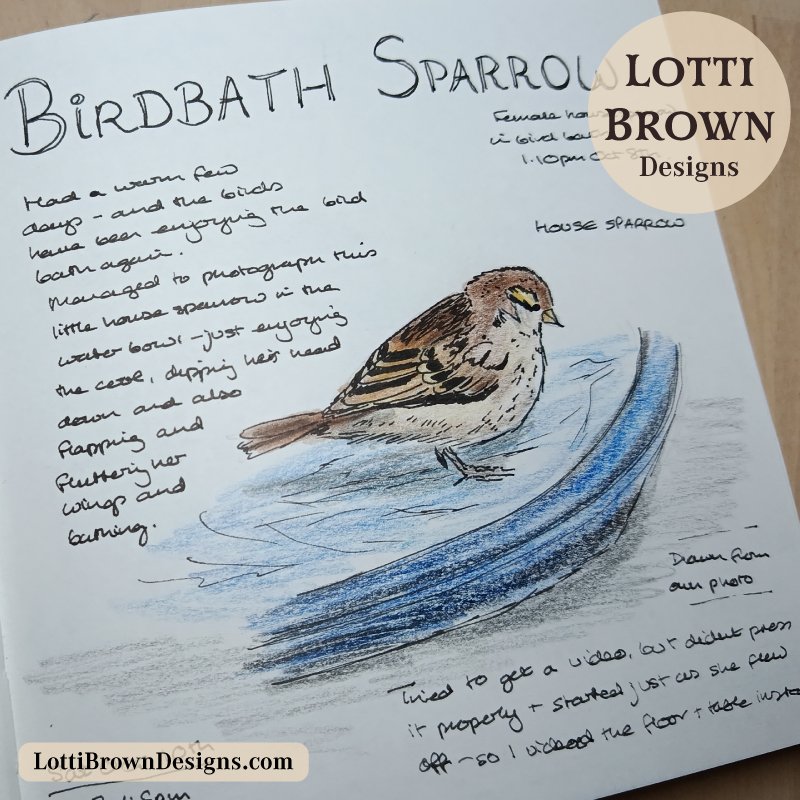 House sparrow in the birdbath, sketch in nature journal