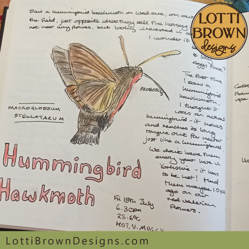 Hummingbird hawk moth nature journal page