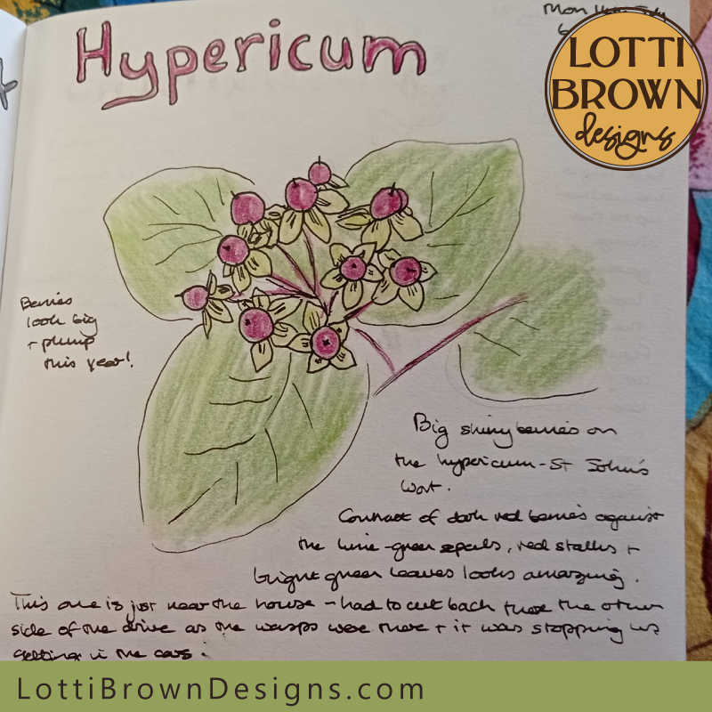 Hypericum nature journal page