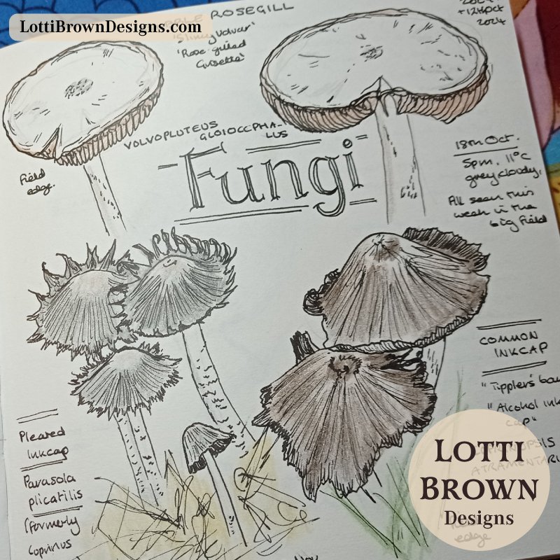 Pleated Inkcap mushroom (Japanese Umbrella), with Common Inkcap mushroom (Tippler's Bane) and Stubble Rosegill mushrooms, drawn in a nature journal Pleated Inkcap mushroom (Japanese Umbrella), with Common Inkcap mushroom (Tippler's Bane) and Stubble Rosegill mushrooms, drawn in a nature journal