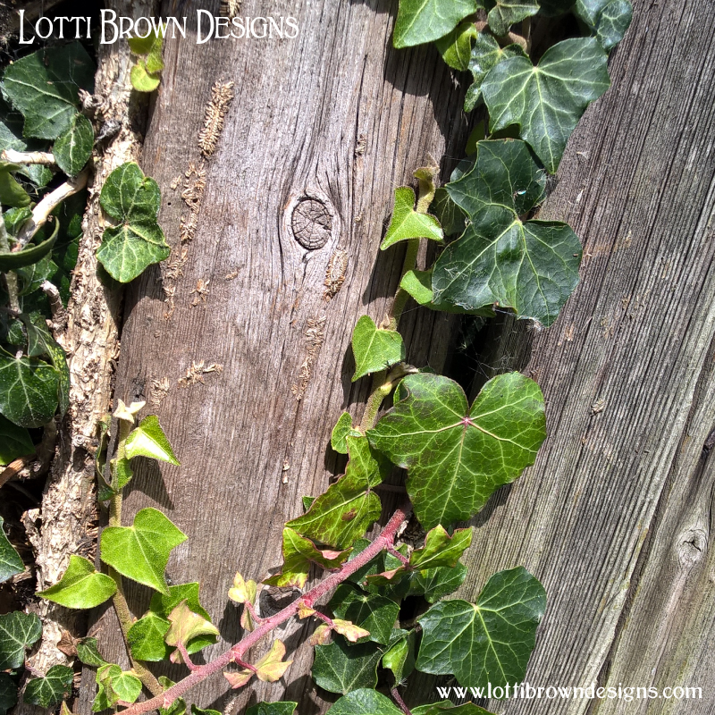 Ivy photo 01