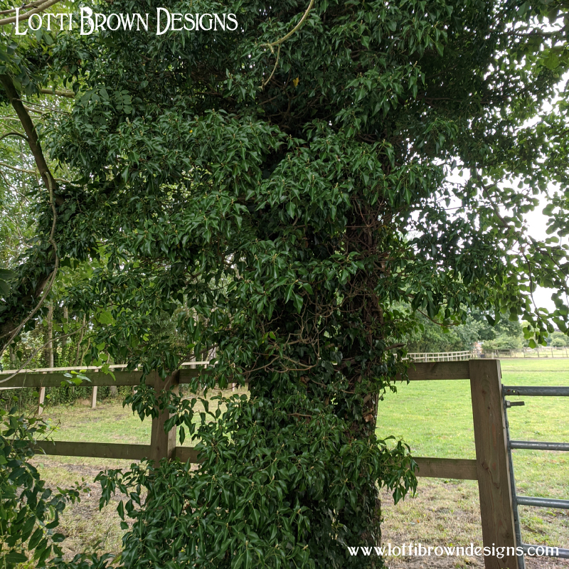 Ivy tree
