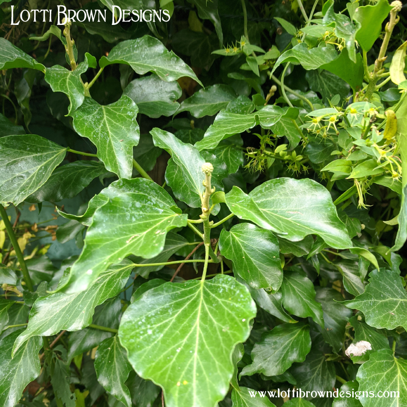 Ivy 08