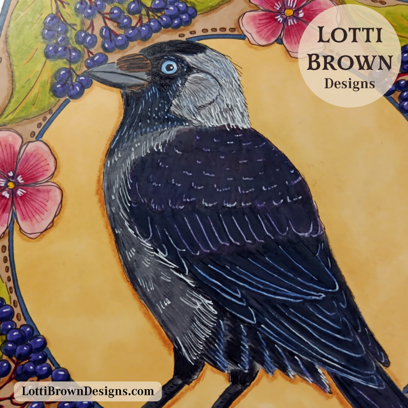 Jackdaw drawing
