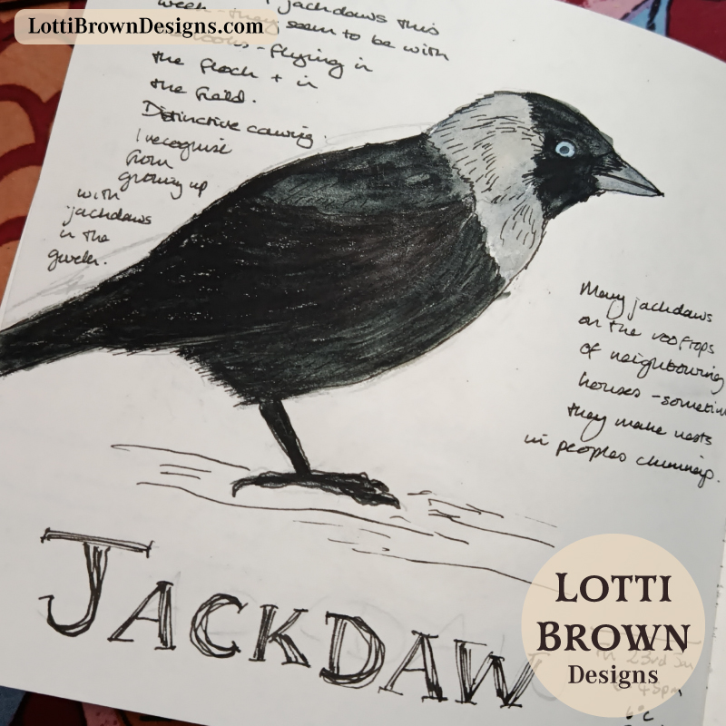 Jackdaw in watercolour pencils