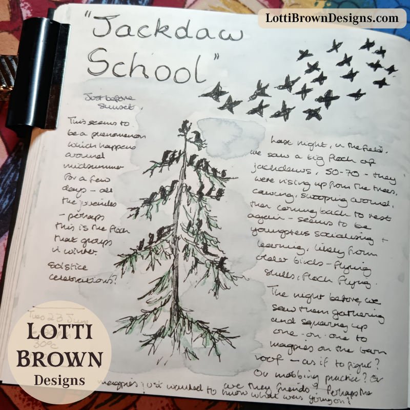 'Jackdaw school' flock experience