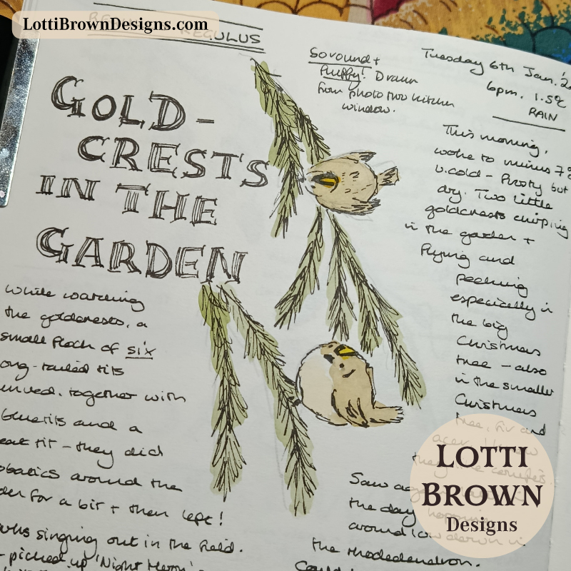 Goldcrests in the garden
