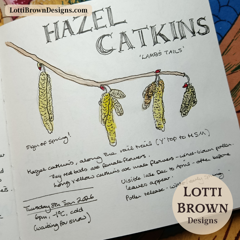 Hazel catkins drawn in my January nature journal