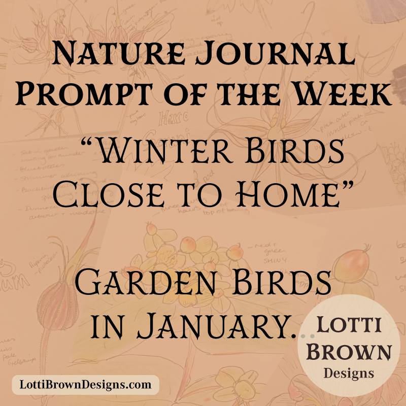 January nature journal prompts - winter birds
