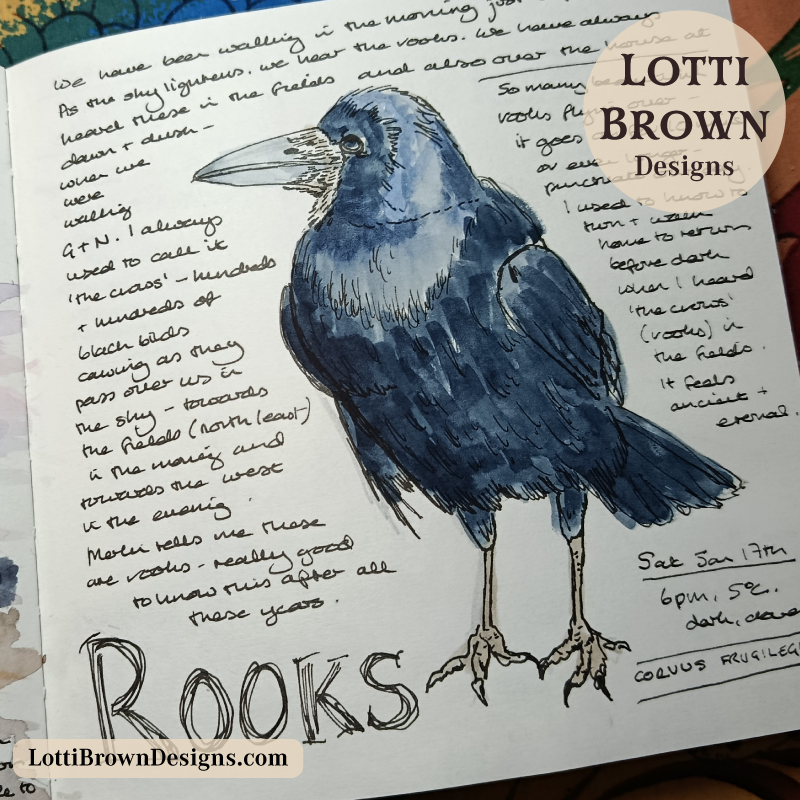 Drawing the rooks I see everyday in my nature journal