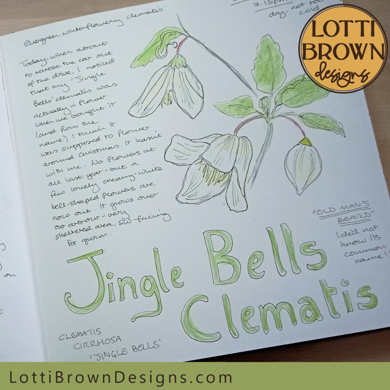 Jingle Bells Clematis nature journal page