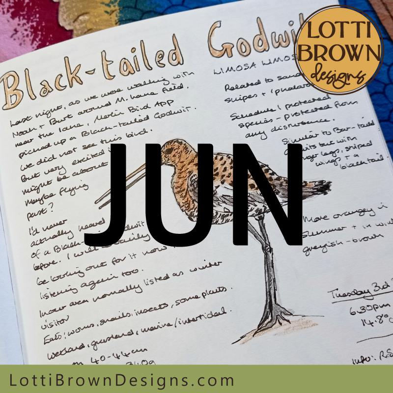 June nature journaling