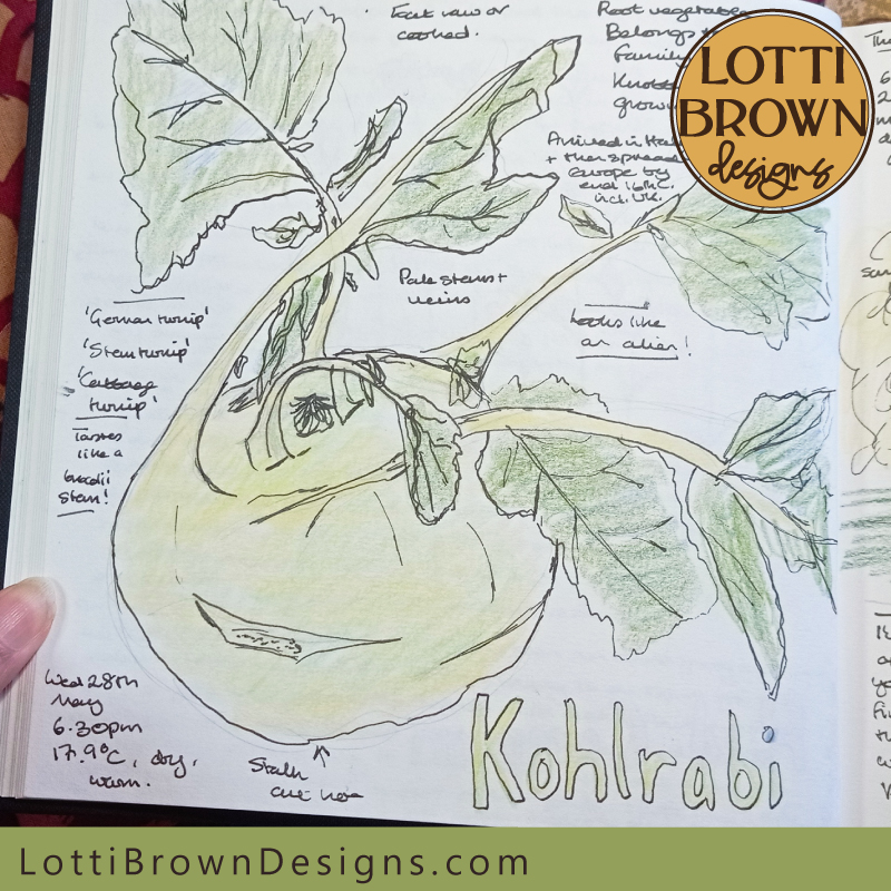 Kohlrabi nature journal page