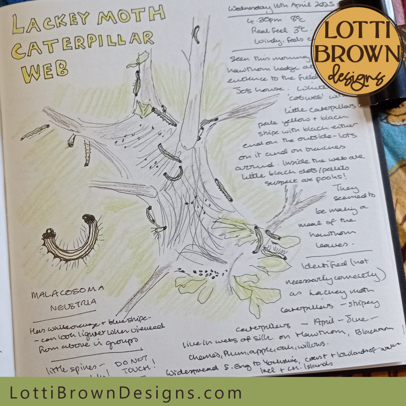 Lackey moth caterpillar nature journal page