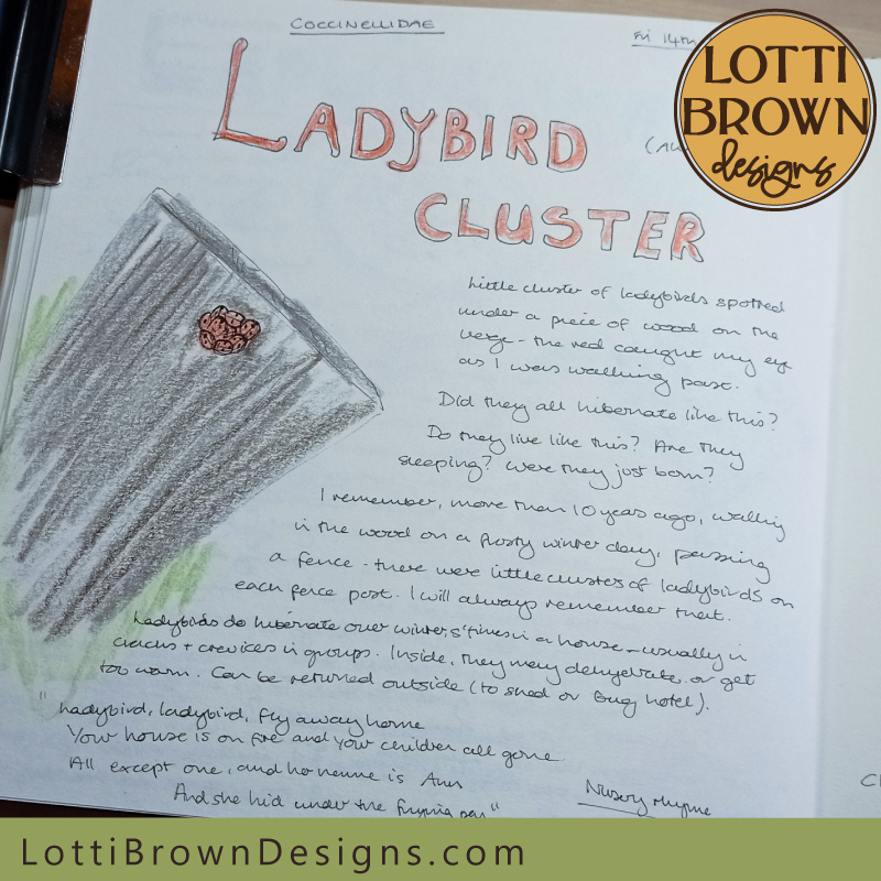 Ladybirds cluster nature journal page