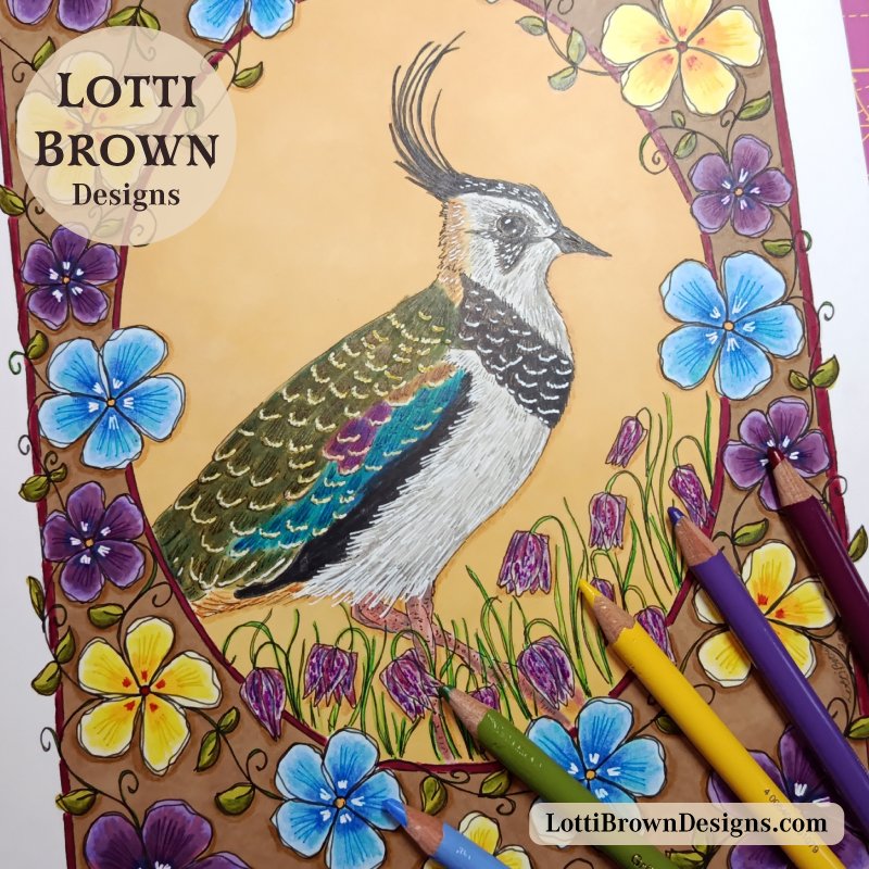 Lapwing coloured pencil art (detail)