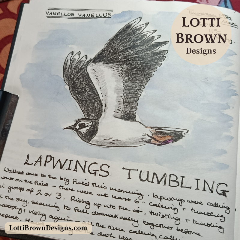 March lapwing tumbling and calling in the Yorkshire skies - in my nature journal