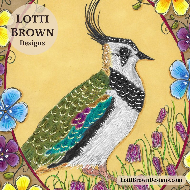 Lapwing hand-drawn illustration (detail)